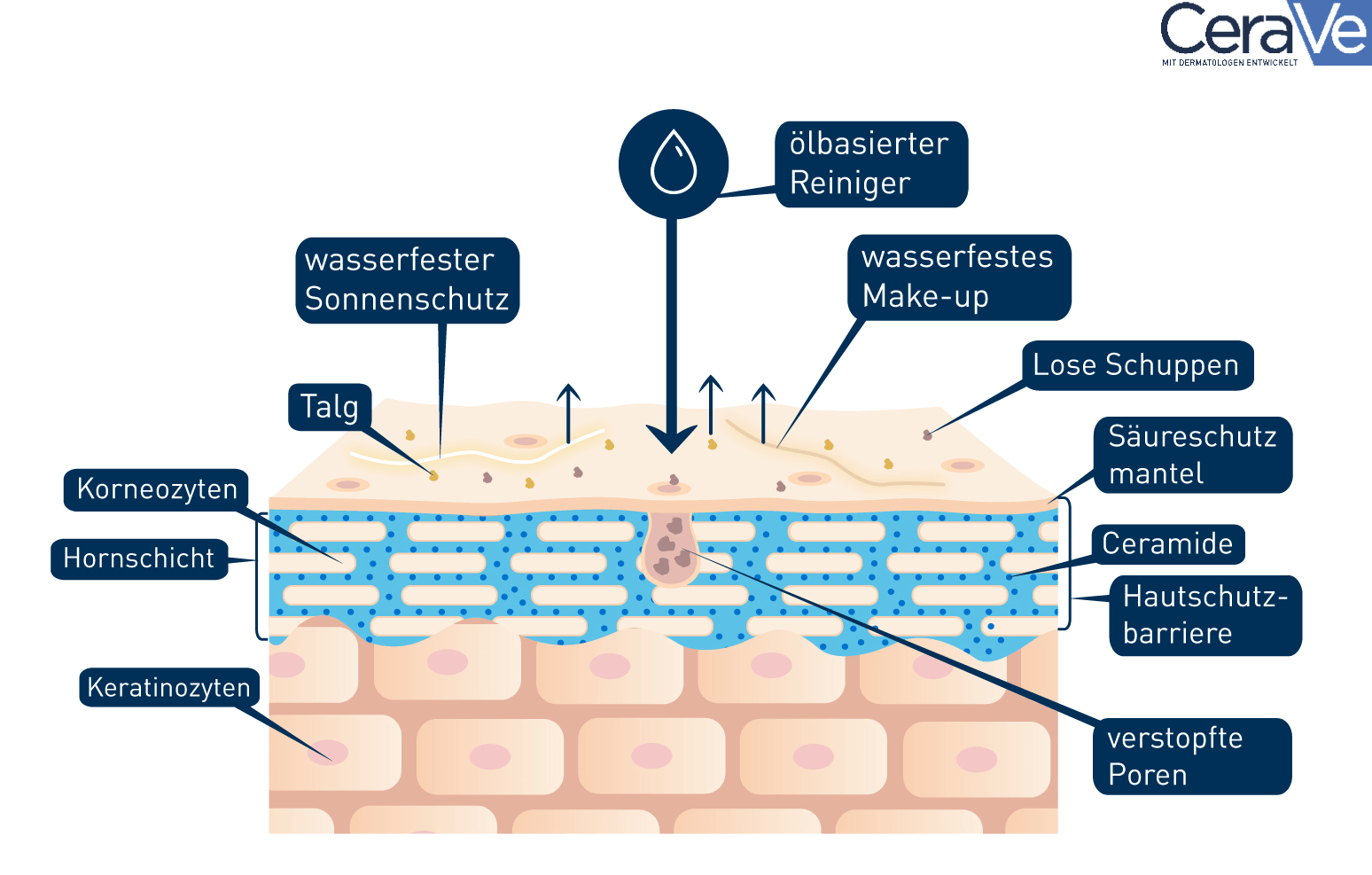 Grafik der Haut und der wasserbasierten Reinigung beim Double Cleansing.